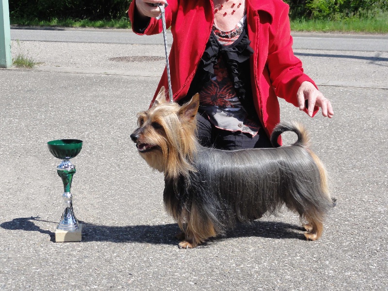 CH. Enjoy of Silky's Paradise - 1° Excellent Classe Champion - Meilleur Mâle