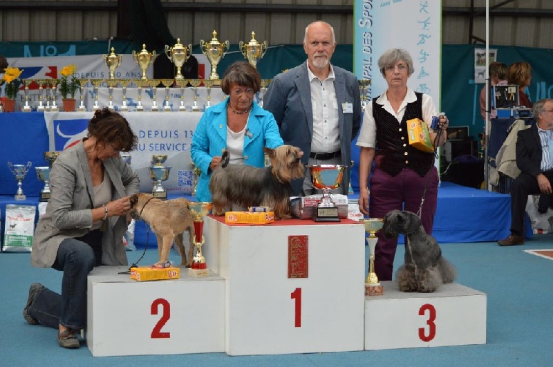 CH. Enjoy of Silky's Paradise - 1° Excellent - Meilleur Vétéran - MEILLEUR VETERAN DE LA NATIONALE D'ELEVAGE