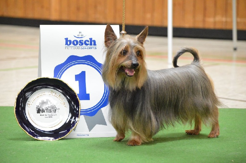 CH. Enjoy of Silky's Paradise - 1°Excellent classe Vétéran - CAC Vétéran VDH:KFT - Meiller Vétéran