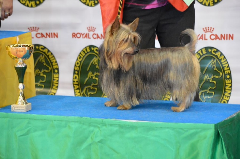 CH. Enjoy of Silky's Paradise - 1°Excellent - BIS 3 RING D'HONNEUR VETERAN