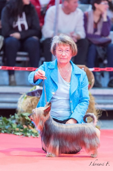 CH. Enjoy of Silky's Paradise - 1° Excellent - Meilleur Vétéran