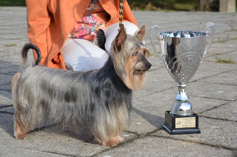 CH. Enjoy of Silky's Paradise - 1° Excellent en classe vénérable (+ 10 ans)