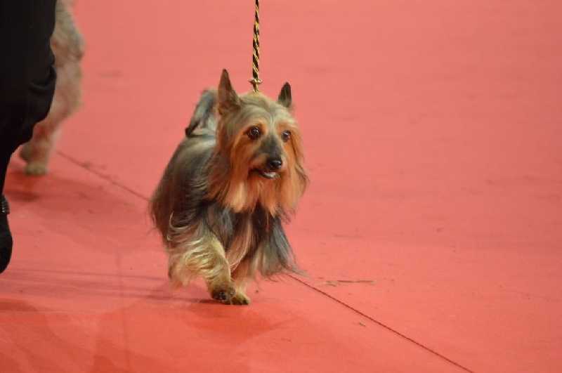 CH. Enjoy of Silky's Paradise - 1° Excellent classe vétéran - Meilleur vétéran