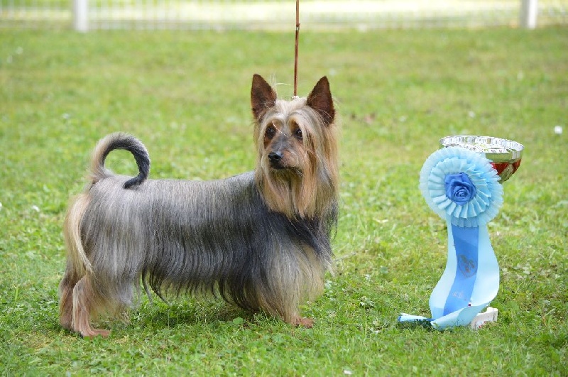 CH. Enjoy of Silky's Paradise - 1° Exc en classe Vétéran - Meilleur Vétéran - BIS 1 Ring d'Honneur des Vétérans