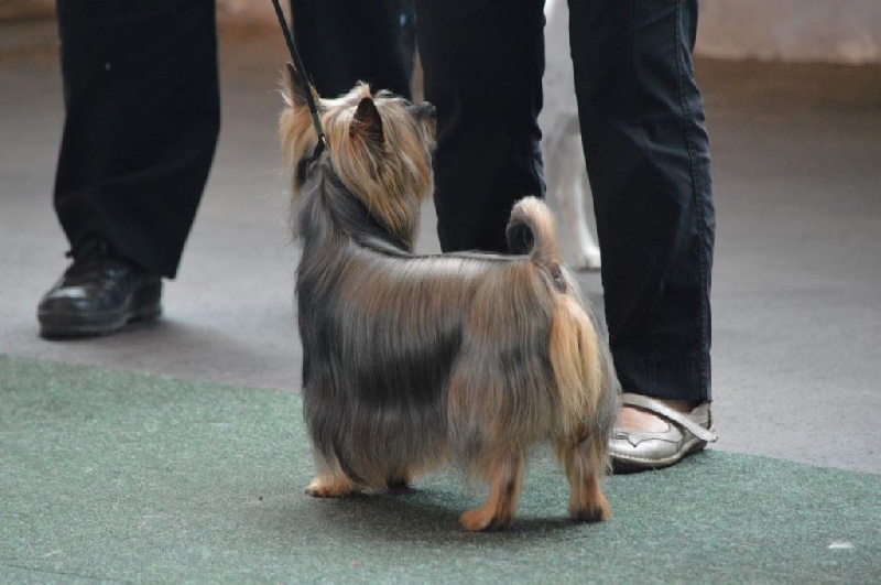 CH. Enjoy of Silky's Paradise - 1° Excellent classe Vétéran - CAC VDH/KFT