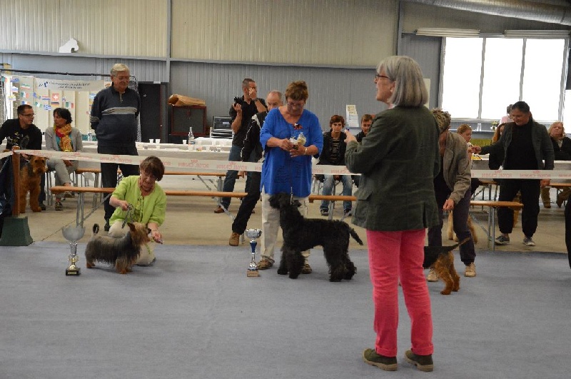 CH. Enjoy of Silky's Paradise - 1°Excellent - Meilleur de race - Meilleur vétéran de la Régionale