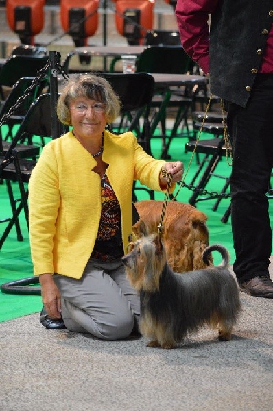 CH. Enjoy of Silky's Paradise - 1° Excellent - Meilleur Vétéran