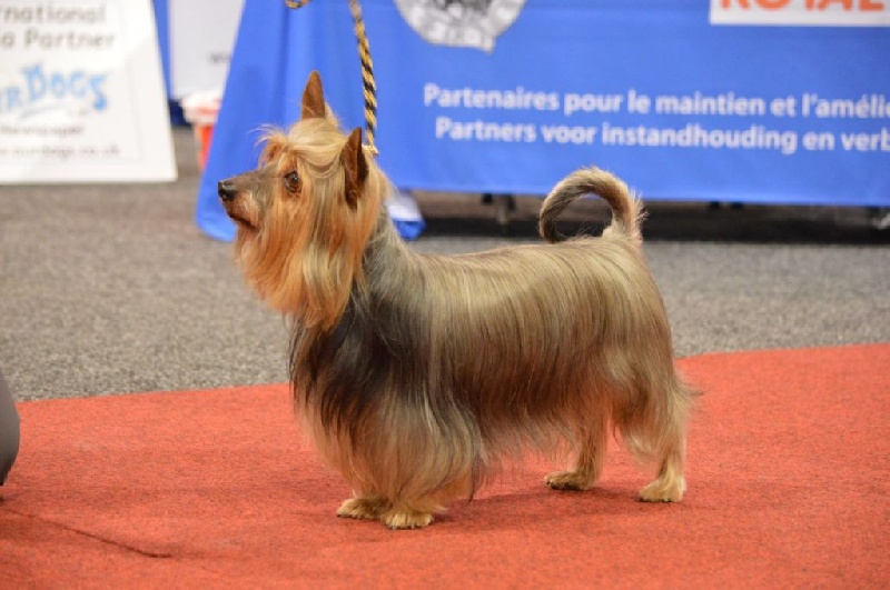 CH. Enjoy of Silky's Paradise - 1° Excellent en Classe Vétéran - CAC Vétéran - Meilleur Vétéran