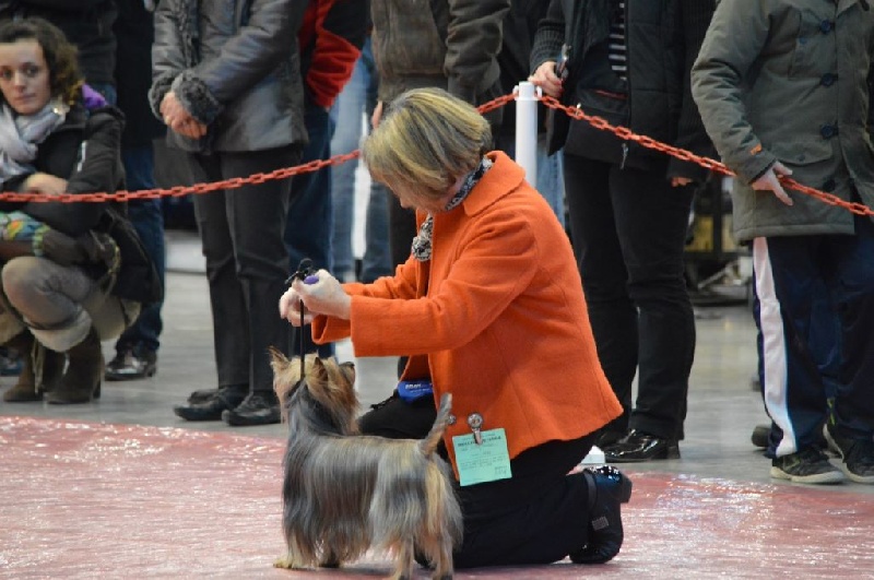 CH. Enjoy of Silky's Paradise - 1° Excellent - Meilleur Vétéran