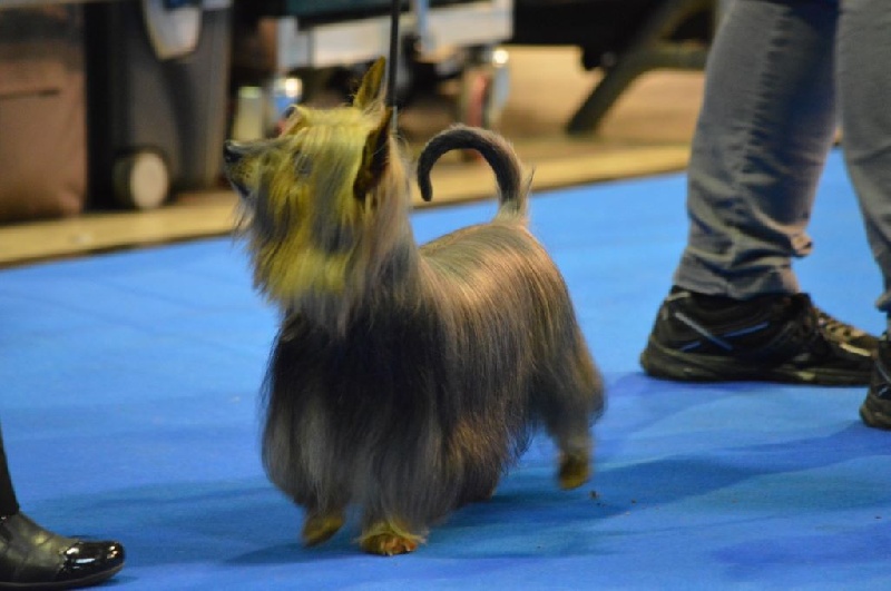 CH. Enjoy of Silky's Paradise - 1° Excelent - CHAMPION VETERAN