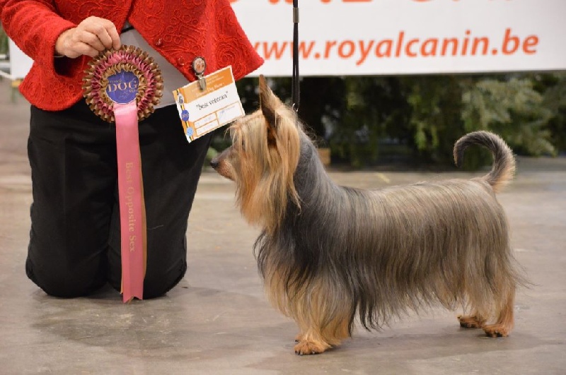 CH. Enjoy of Silky's Paradise - 1° Excellent - CAC Vétéran - Meilleur mâle - Best opposite sex