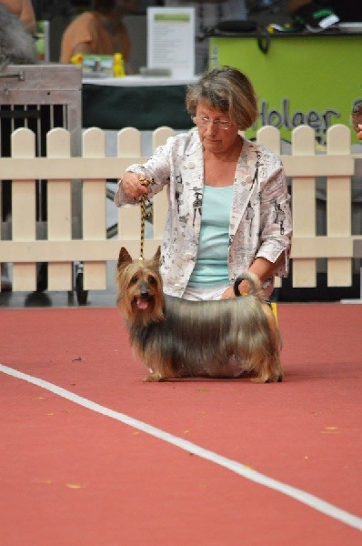 CH. Enjoy of Silky's Paradise - 1° Excellent - CAC VETERAN VDH/KFT - Meilleur Vétéran - Meilleur de Race