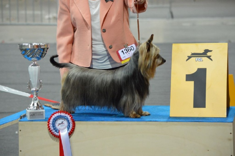 CH. Enjoy of Silky's Paradise - 1° Excellent - CACL - CHAMPION VETERAN DU LUXEMBOURG