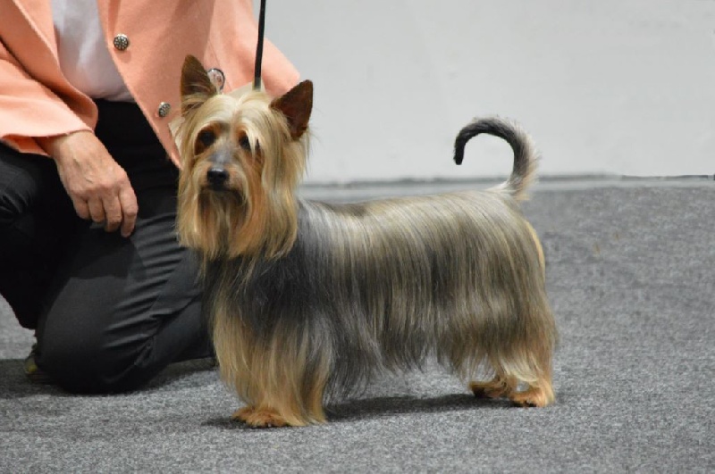 CH. Enjoy of Silky's Paradise - 1° Excellent - CAC Vétéran VDH et KFT -