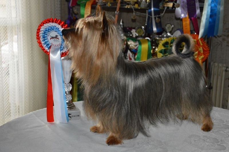 CH. Enjoy of Silky's Paradise - 1° Excellent en Classe d'Honneur