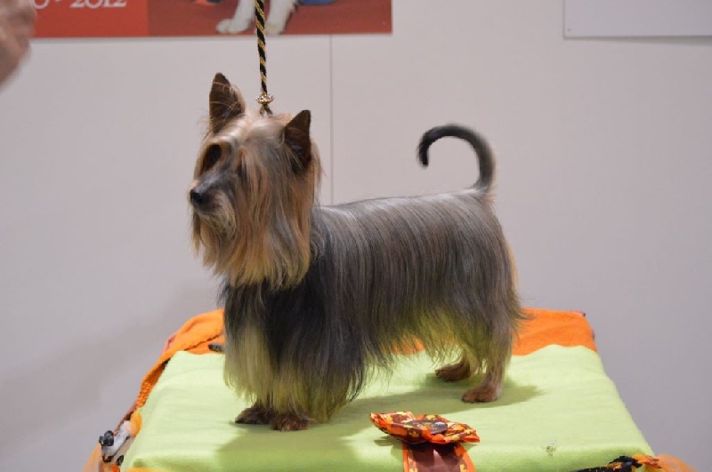 CH. Enjoy of Silky's Paradise - 1° Excellent en classe Vétéran - Meilleur vétéran