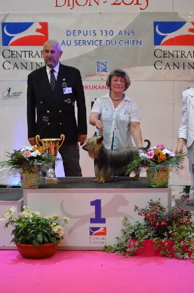 CH. Enjoy of Silky's Paradise - 1°Excellent - Meilleur Vétéran - BIS 1 RING D'HONNEUR DES VETERANS DU GROUPE 3