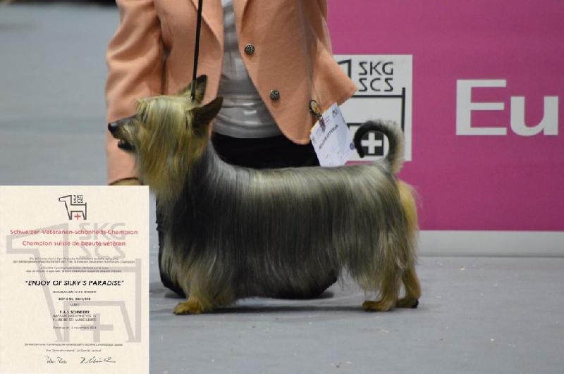 CH. Enjoy of Silky's Paradise - 1° Excellent - CAC Vétéran - Meilleur Vétéran