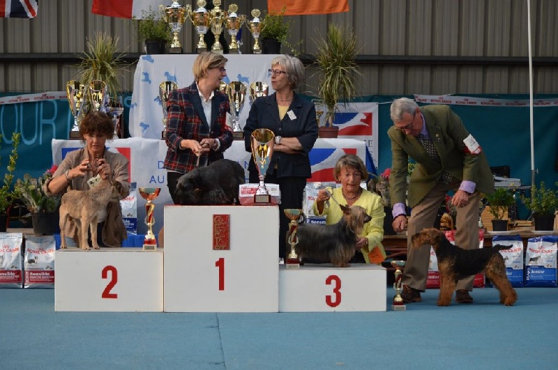 CH. Enjoy of Silky's Paradise - 1° Excellent - Meilleur Vétéran - BIS 3 Ring d'Honneur des Vétérans