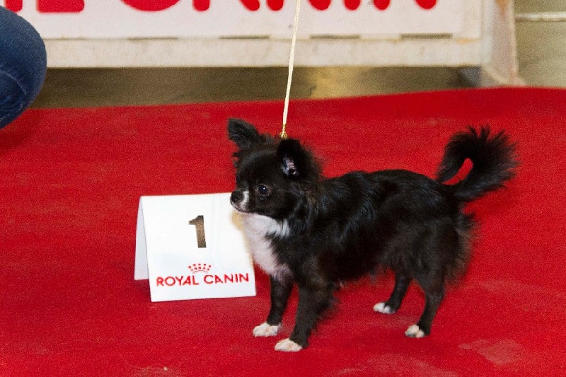 CH. cc usa Ma perle rare hemma - Très Prometteur - Meilleur Puppy