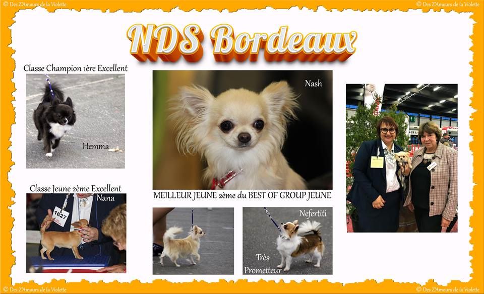 CH. cc usa Ma perle rare hemma - 1er Excellent