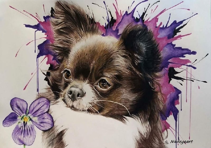 CH. cc usa Ma perle rare hemma - 1er Excellent