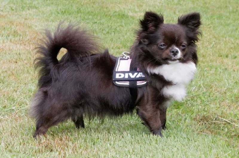 CH. cc usa Ma perle rare hemma - 1er Excellent - CAC CACIB