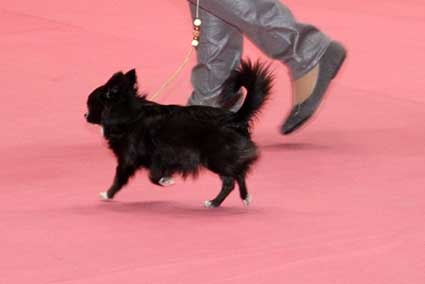 CH. cc usa Ma perle rare hemma - 2ème puppy