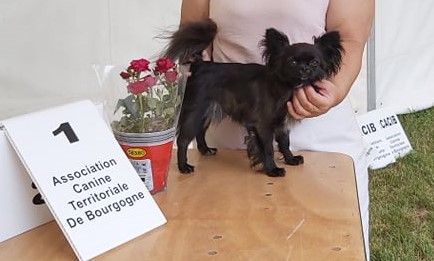 Perl'a nana des z'amours de la violette - 1er Excellent