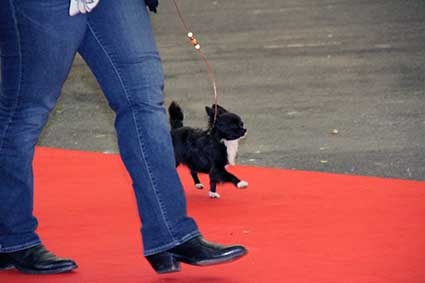 CH. cc usa Ma perle rare hemma - Très Prometteur - Meilleur Puppy