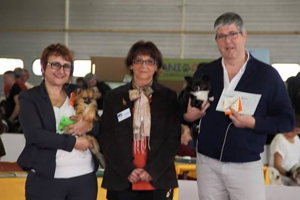 CH. cc usa Ma perle rare hemma - 1er Excellent CACS - Meilleur de RACE