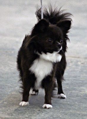 CH. cc usa Ma perle rare hemma - 1er Excellent - RCACS