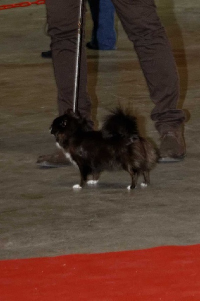 CH. cc usa Ma perle rare hemma - 1er Excellent - CACS