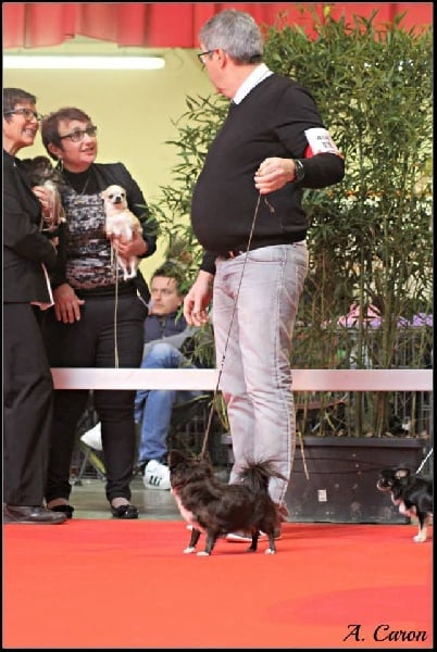 CH. cc usa Ma perle rare hemma - EXCELLENT