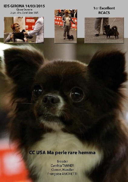 CH. cc usa Ma perle rare hemma - 1er Excellent - RCACS