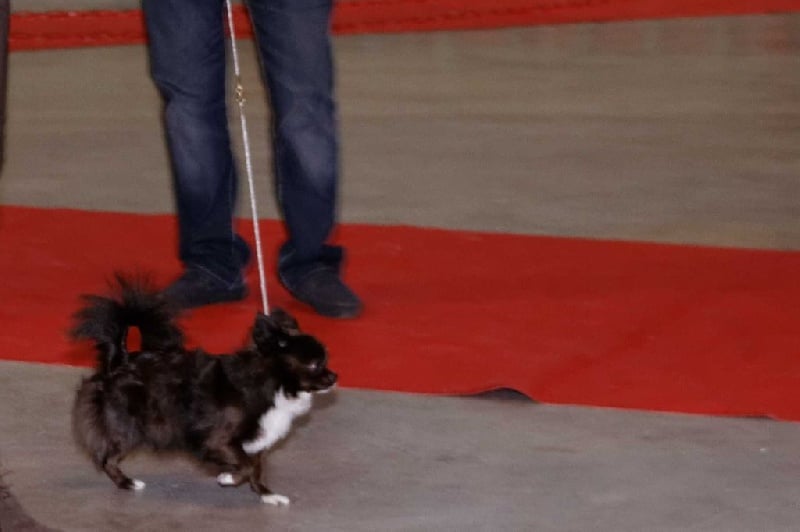 CH. cc usa Ma perle rare hemma - Très Bon