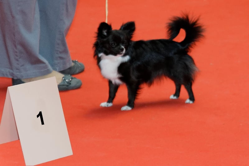 CH. cc usa Ma perle rare hemma - 1er Très Prometteur - MEILLEUR PUPPY