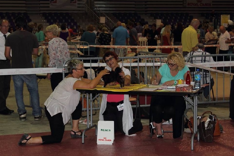 CH. cc usa Ma perle rare hemma - 2ème Excellent - RCACS - RCACIB