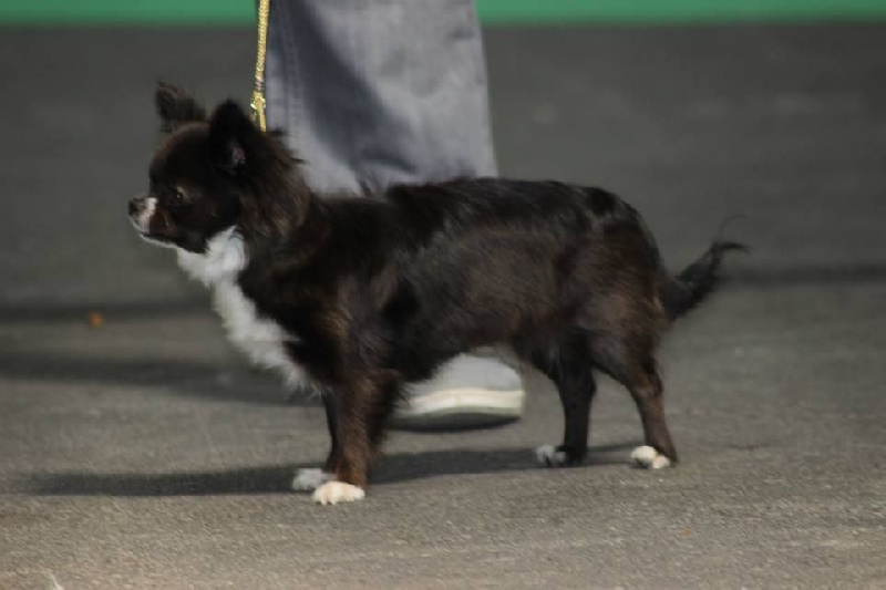 CH. cc usa Ma perle rare hemma - EXCELLENT NC