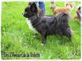 CH. cc usa Ma perle rare hemma - 3ème Excellent