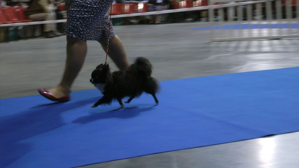 CH. cc usa Ma perle rare hemma - Classe champion - 2ème Excellent