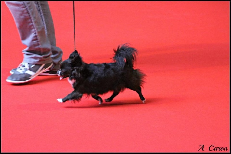 CH. cc usa Ma perle rare hemma - 4ème Excellent