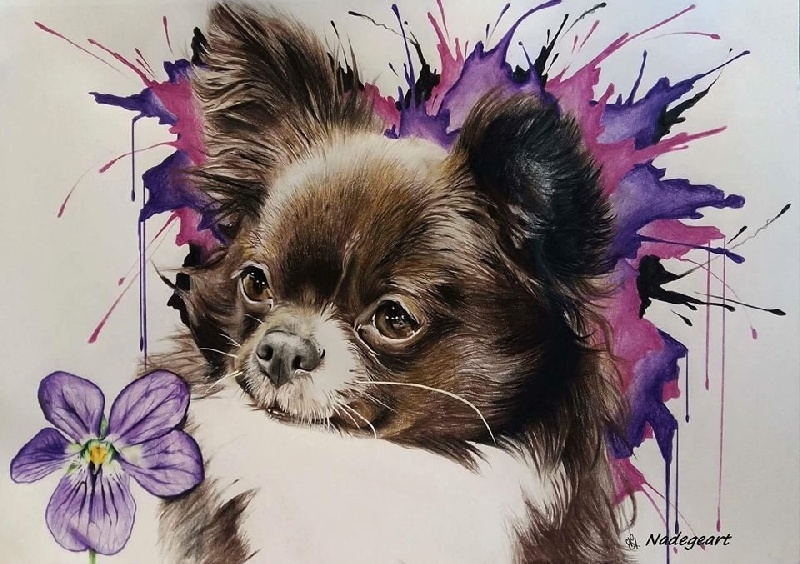 CH. cc usa Ma perle rare hemma - 3ème Excellent