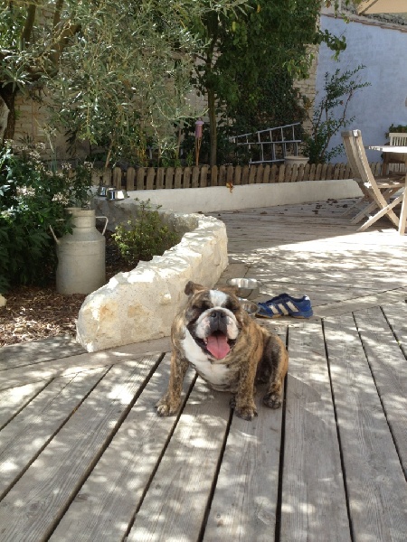 Galloway Craberie Passion bull