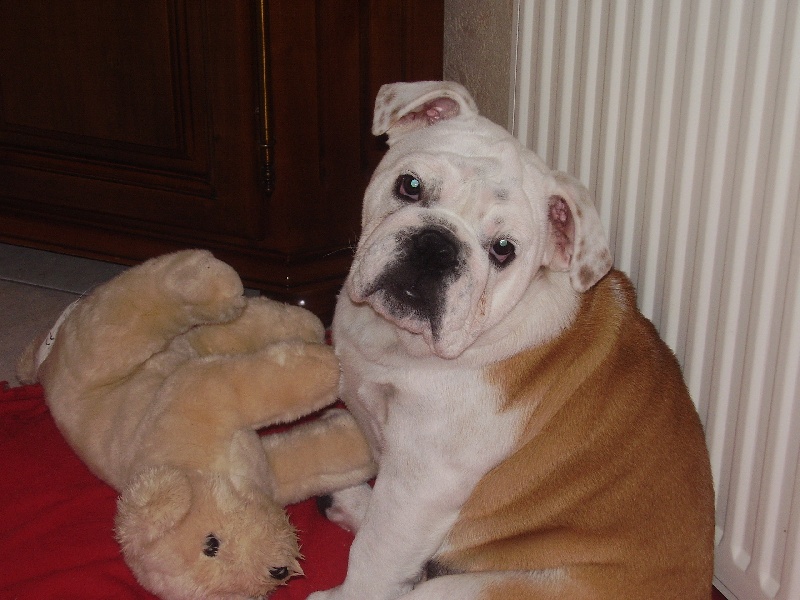 Dahra Craberie Passion bull