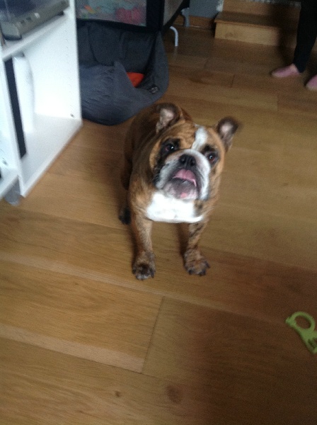 Gyzmo Craberie Passion bull