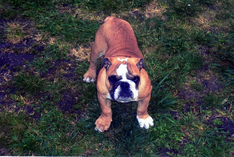 Birdie Craberie Passion bull