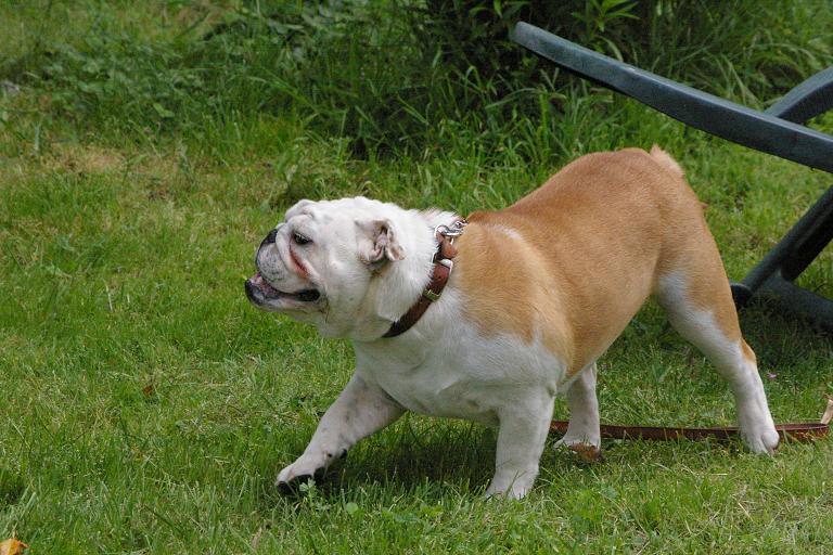 Dahra Craberie Passion bull