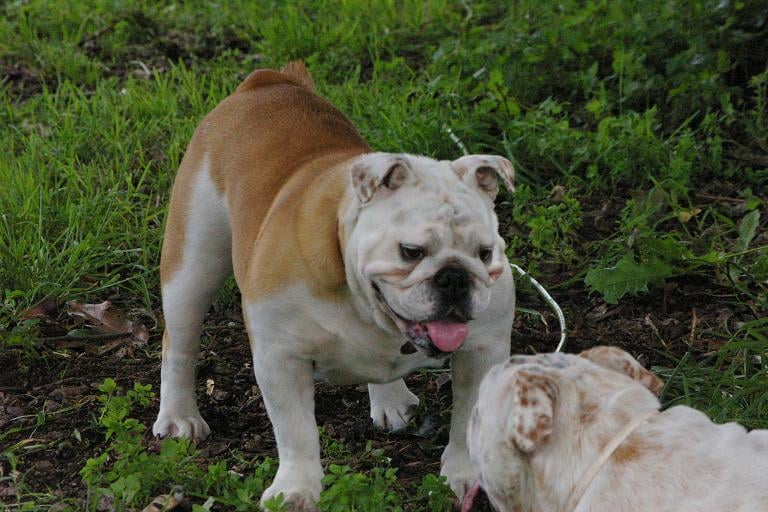 Dahra Craberie Passion bull