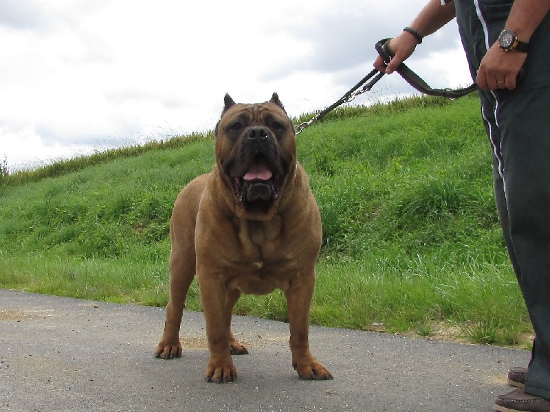 Publication : della Dea Vita Auteur : DDV